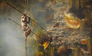 Honey hunting tour